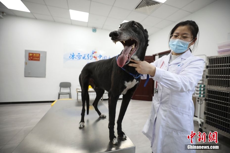 中国農業大学教学動物病院、北京冬季パラ動物医療保障業務始動式を開催