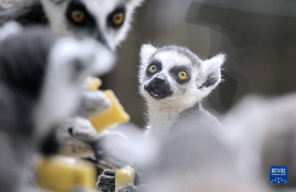 北京動物園で動物の赤ちゃん201 頭を一般公開