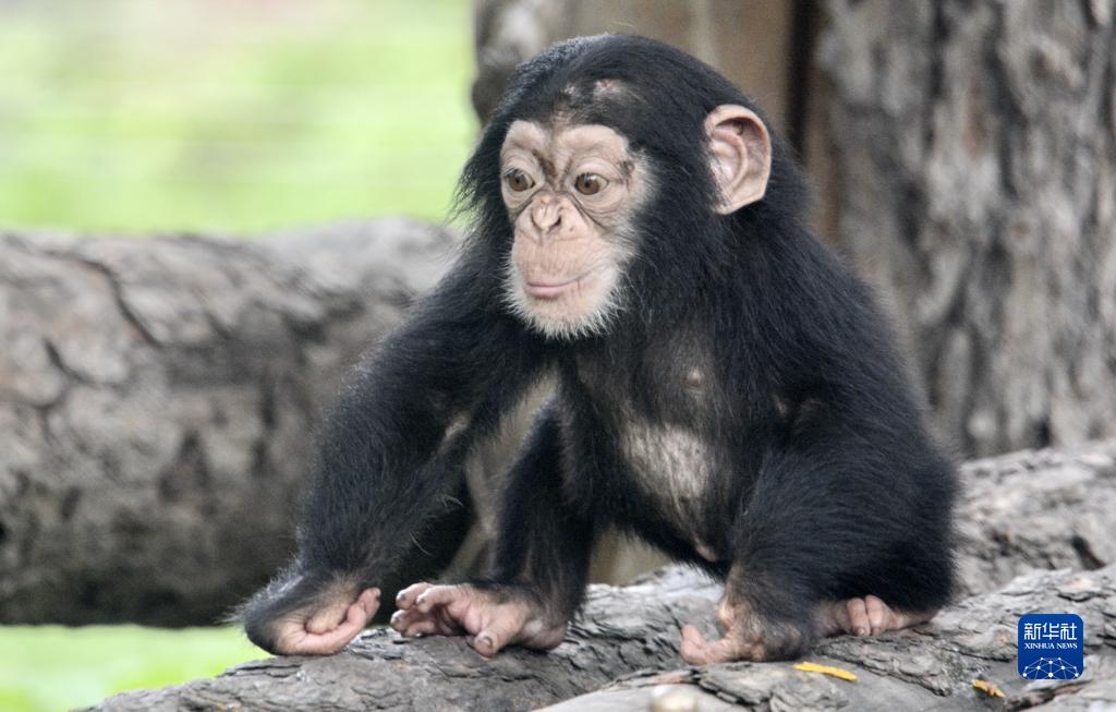 北京動物園で動物の赤ちゃん201 頭を一般公開
