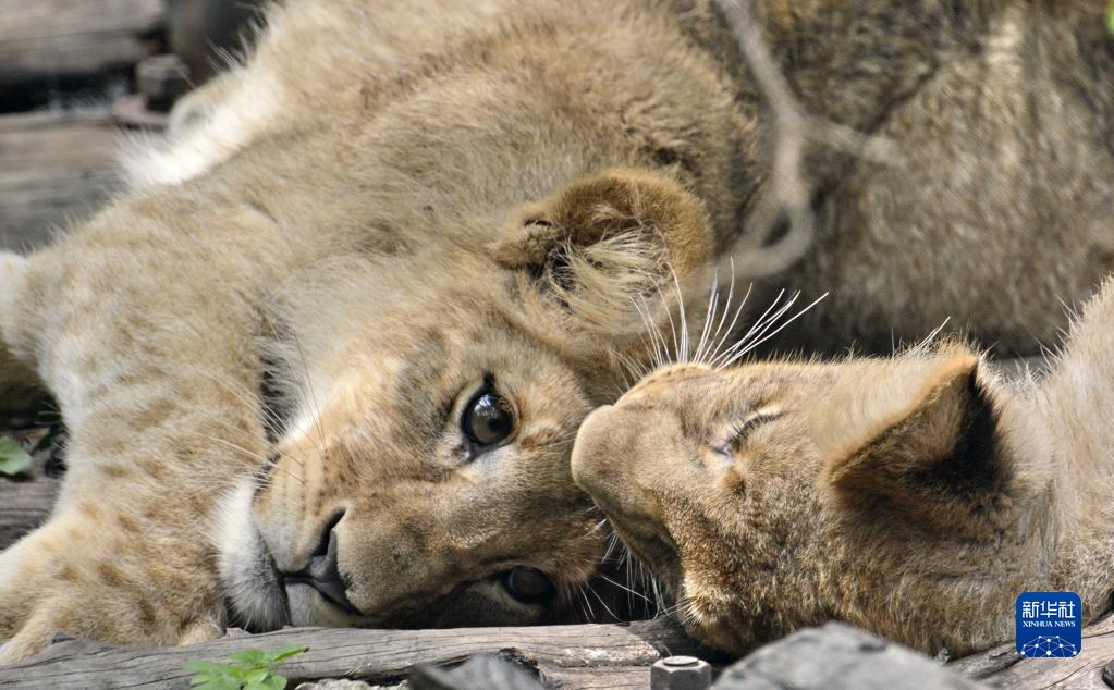 北京動物園で動物の赤ちゃん201 頭を一般公開