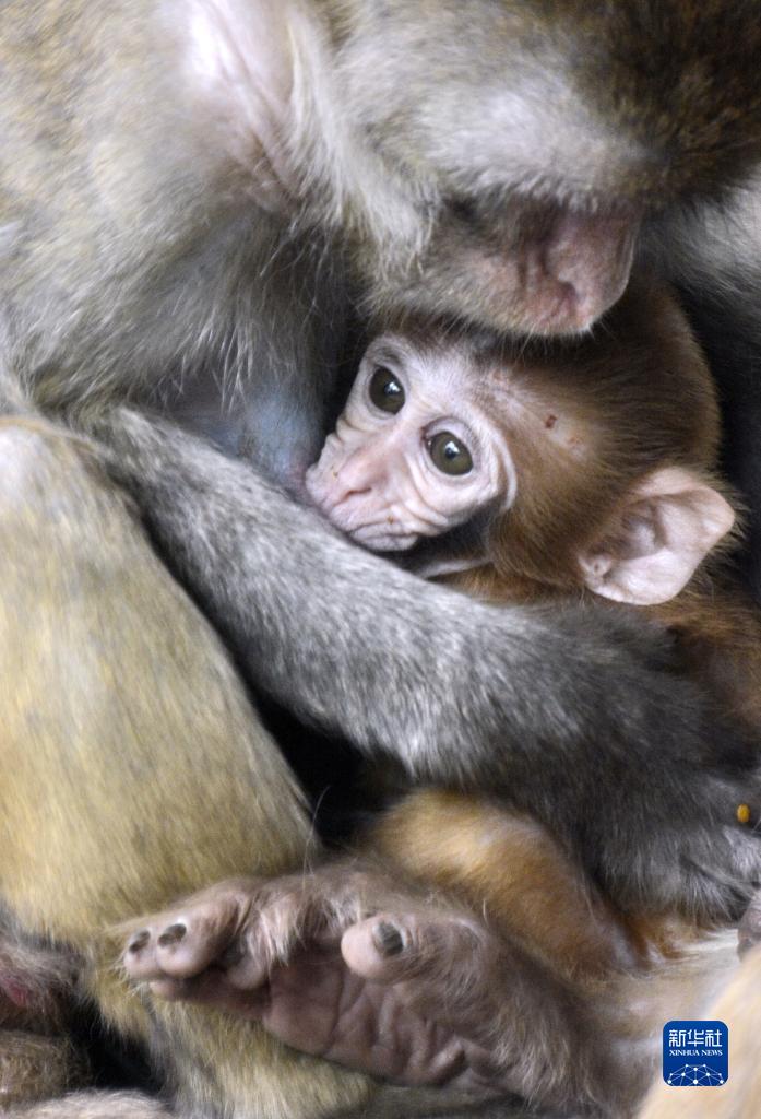 北京動物園で動物の赤ちゃん201 頭を一般公開