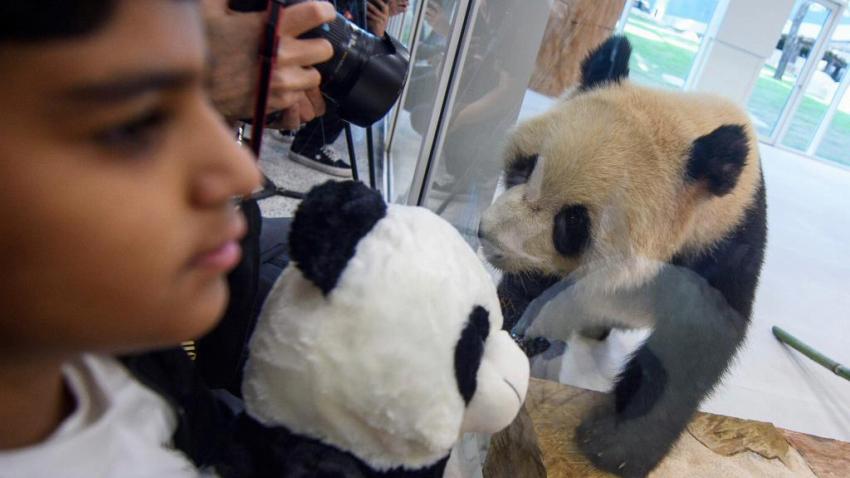 中国のパンダがカタールに到着　2頭にアラビア語の新しい名前