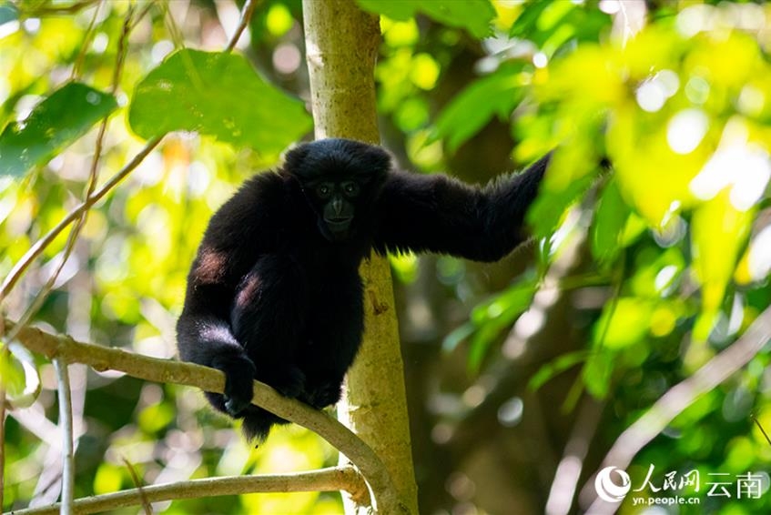 10月24日は「国際テナガザルの日」　天行長臂猿の個体数はパンダの10分の1