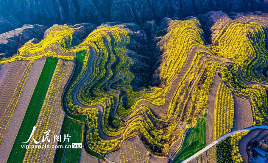 棚田を黄色く染めるレンギョウの花　山西省絳県
