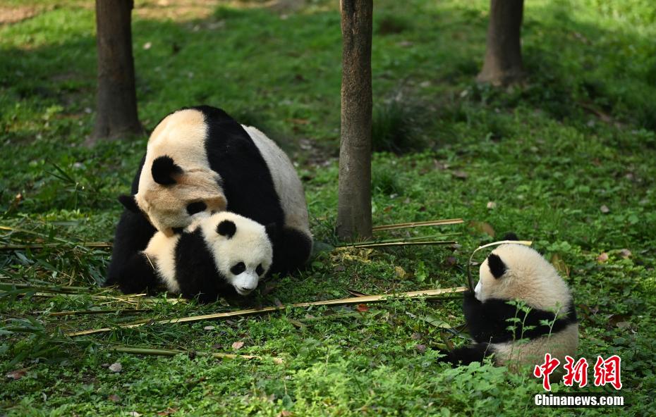 重慶動物園の双子パンダの名前が「渝可」と「渝愛」に決定
