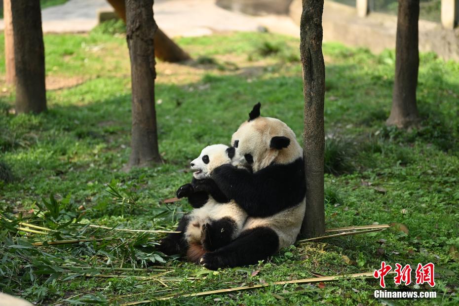 重慶動物園の双子パンダの名前が「渝可」と「渝愛」に決定