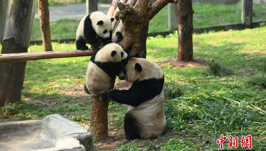 重慶動物園の双子パンダの名前が「渝可」と「渝愛」に決定                    重慶動物園は15日、以前カナダに貸与され、現在は中国に返還されたジャイアントパンダ「二順（アルシュン）」が出産した双子のパンダの名前が、オンライン投票によって決定したことを明らかにした。詳細>