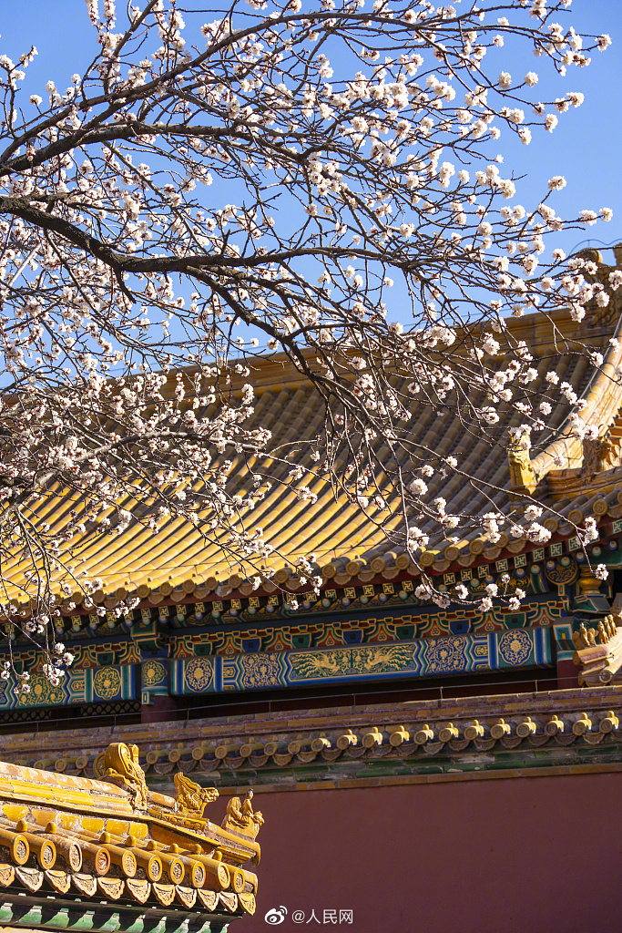 故宮の黄金色の屋根瓦に映える白いアンズの花　北京市