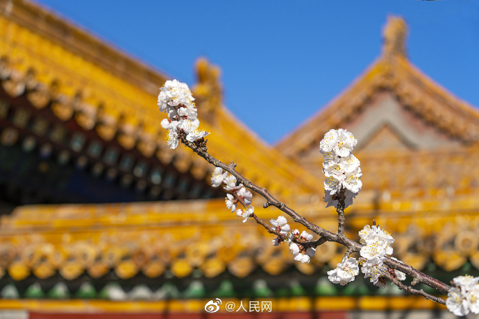 故宮の黄金色の屋根瓦に映える白いアンズの花　北京市