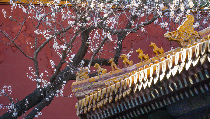 故宮の黄金色の屋根瓦に映える白いアンズの花　北京市                    北京市の故宮博物院内にある坤寧宮の西庭で、アンズの花が満開を迎えた。詳細>