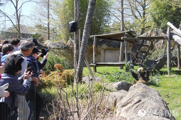 竹を食べる「圓夢」を熱心に眺める来園者（撮影・劉玲玲）。