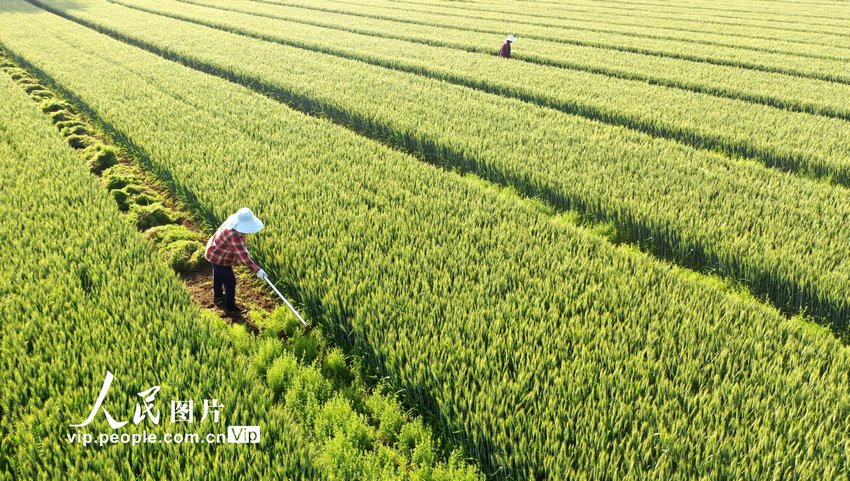 初夏の安徽省で農作業に励む人々