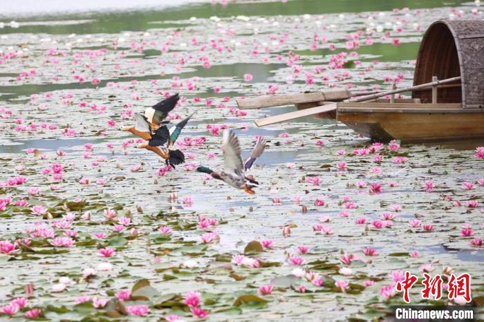 モネの絵画を見るようなスイレンの花咲く燕雀湖　江蘇省