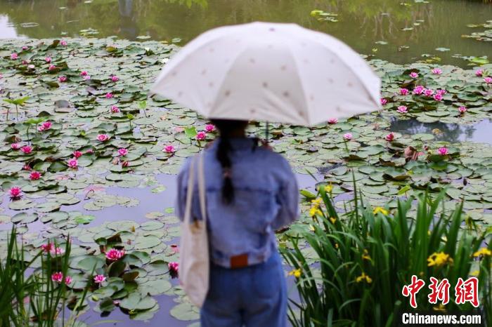 モネの絵画を見るようなスイレンの花咲く燕雀湖　江蘇省