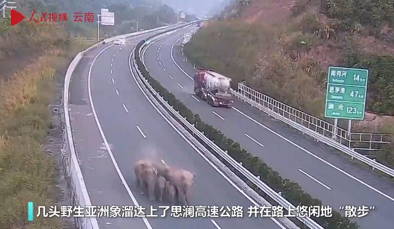 高速道路を連れ立って散歩した「お騒がせ集団」とは？　雲南省