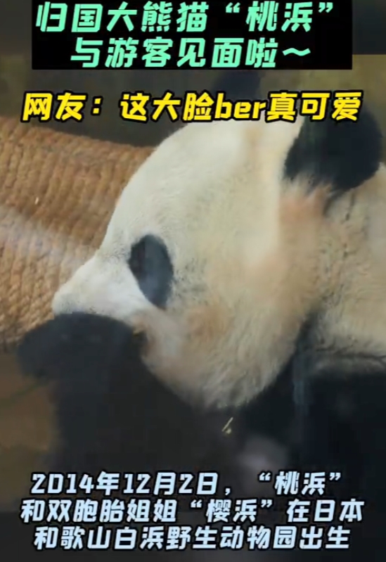 日本から中国に帰国したパンダ「桃浜」の公開スタート　四川省