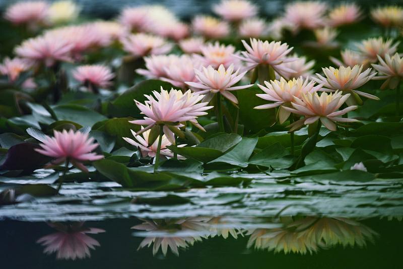 西湖でスイレンの花が満開に　浙江省杭州