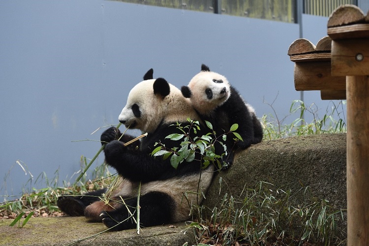 お母さんパンダ「真真(シンシン)」の背中に寄りかかる「香香」（写真提供・公益財団法人東京動物園協会）。