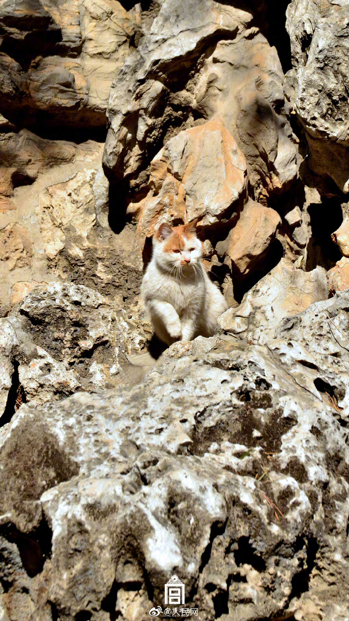 故宮で猫がかくれんぼ　北京