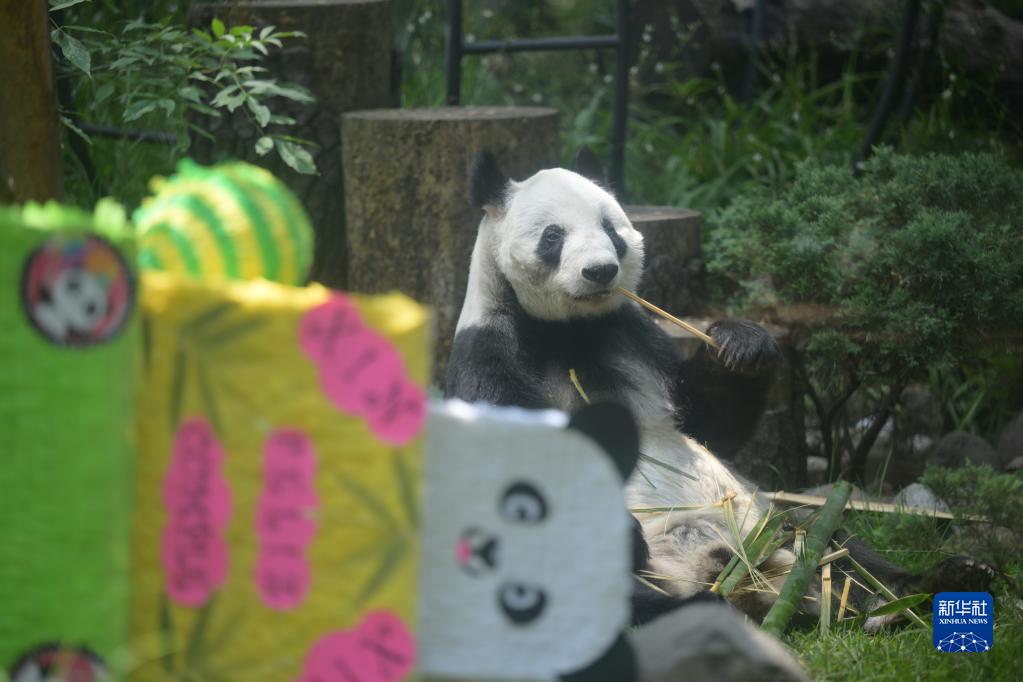  7月1日、メキシコの首都メキシコシティにあるチャプルテペック動物園で撮影されたパンダの「欣欣」（撮影・辛悦衛）。