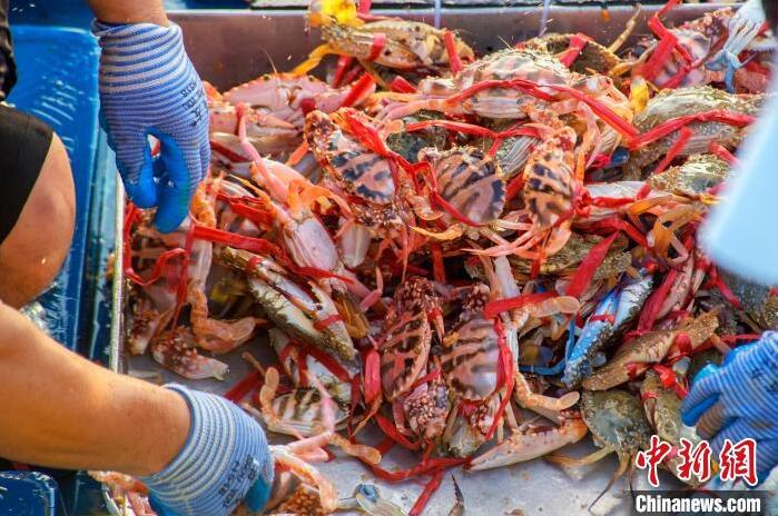 広西・北海の港湾ふ頭に現れた「魚市場」　漁解禁後初の漁獲がずらり