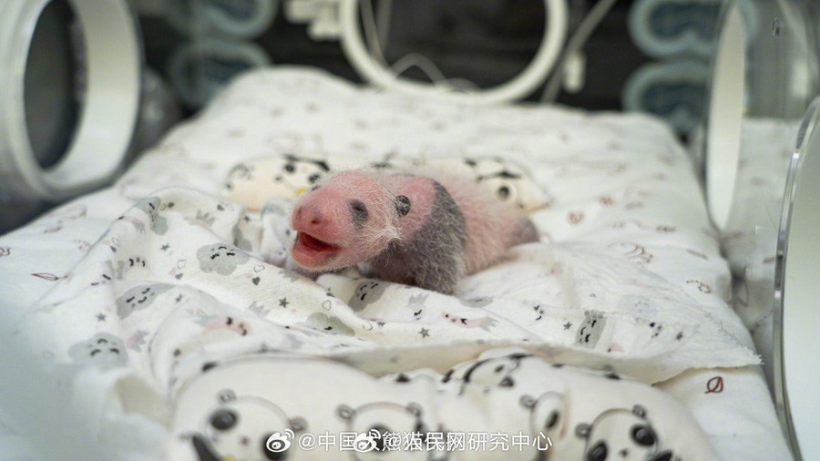 モスクワ動物園のパンダの赤ちゃんは女の子！　ロシア