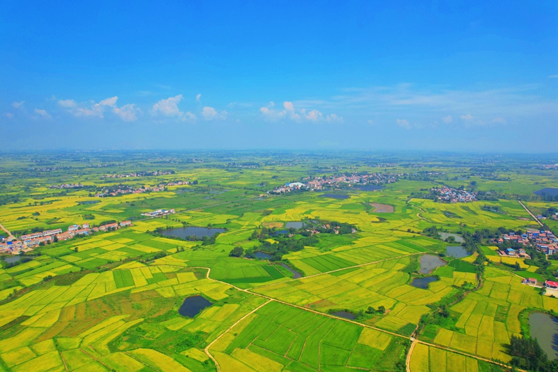 中国各地で秋の収穫　収穫作業は全国で半分以上が完了