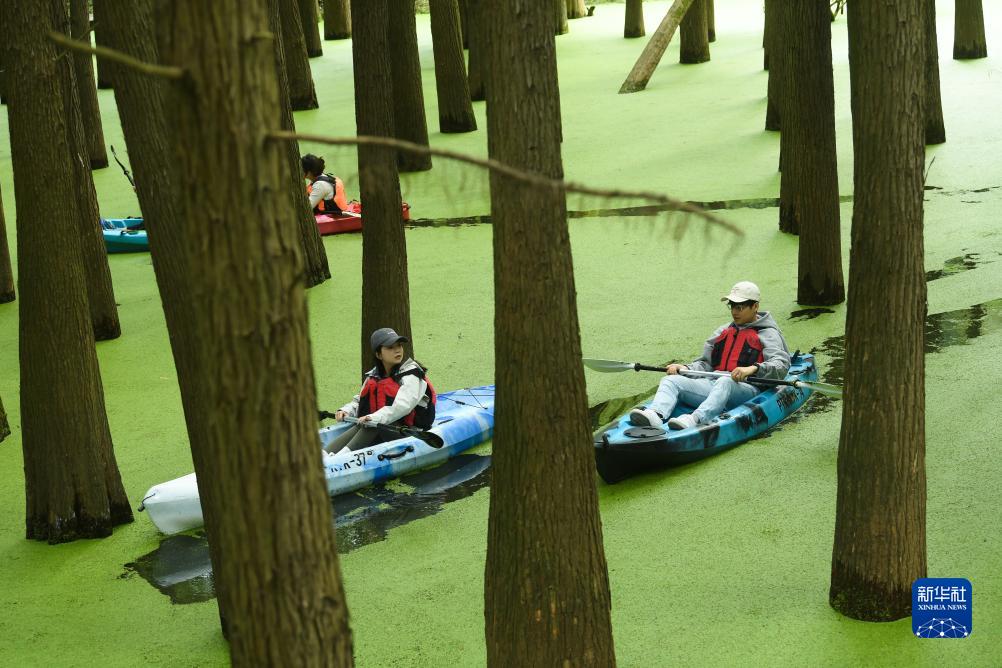 水草に覆われた「抹茶色の森林」をカヌーで進む　浙江省