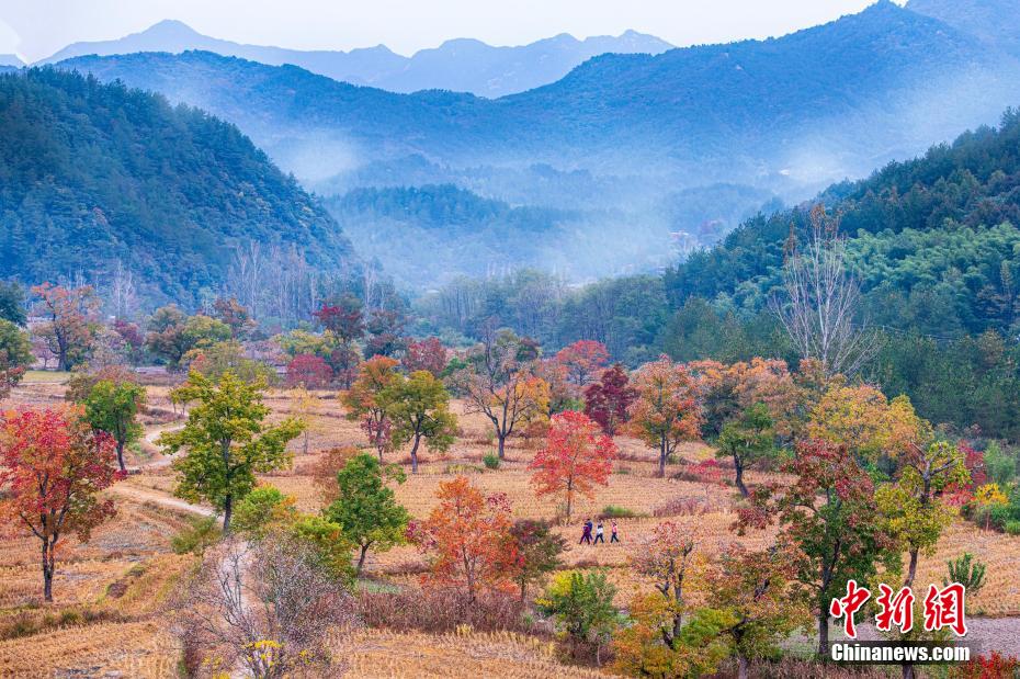 人々を魅了する大別山の紅葉　湖北省羅田