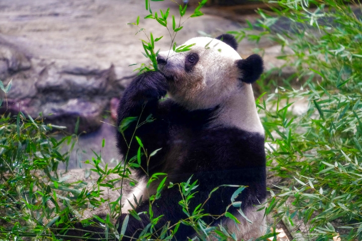 2月19日に東京上野動物園で撮影した「香香」（撮影・張笑宇）。