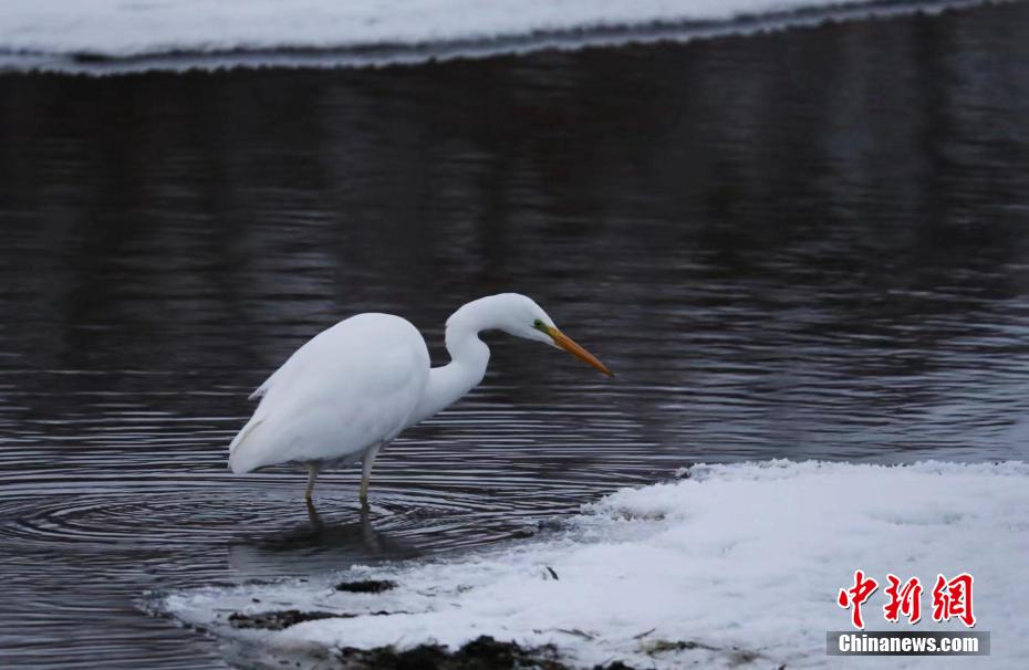 額爾古納湿地で初めて撮影された絶滅危惧のダイサギ　内蒙古