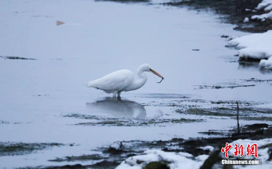 額爾古納湿地で初めて撮影された絶滅危惧のダイサギ　内蒙古