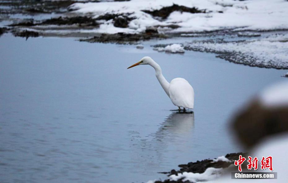 額爾古納湿地で初めて撮影された絶滅危惧のダイサギ　内蒙古