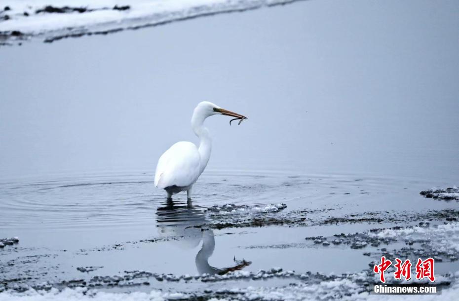 額爾古納湿地で初めて撮影された絶滅危惧のダイサギ　内蒙古