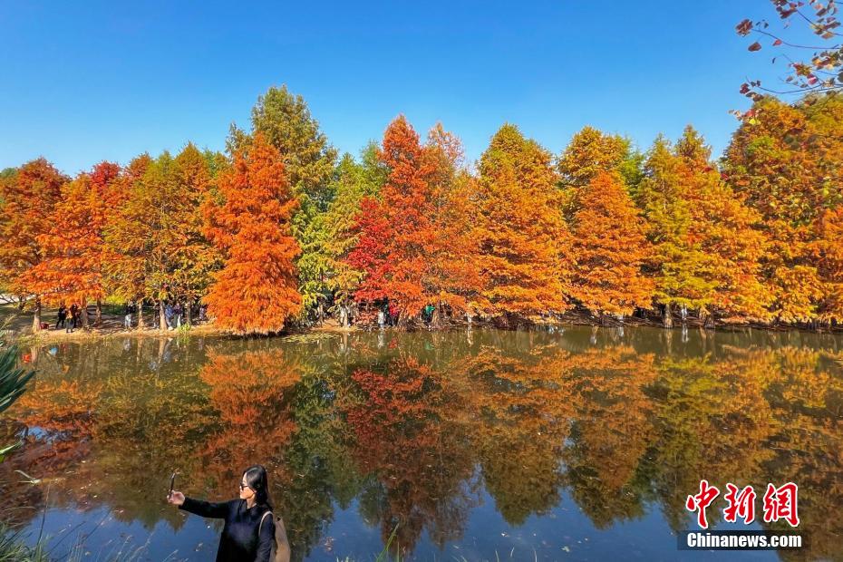 紅葉で幻想的な風景広がる江蘇省南京の燕雀湖