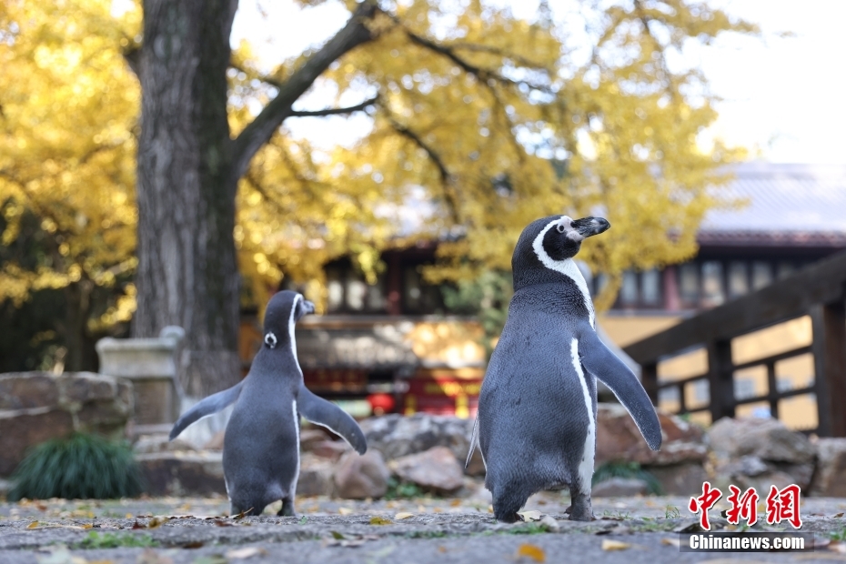 紅葉や銀杏を愛でながら楽しく散策するペンギン　江蘇省