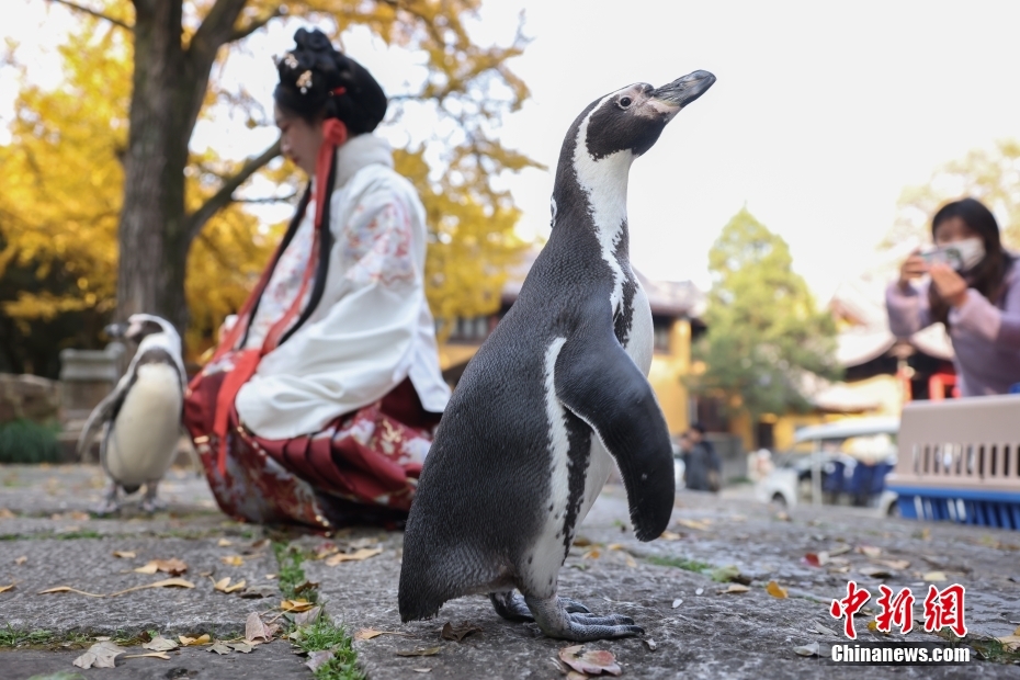 紅葉や銀杏を愛でながら楽しく散策するペンギン　江蘇省