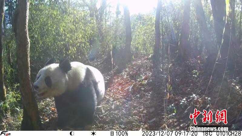 2日連続で野生パンダの撮影に成功　四川省北川