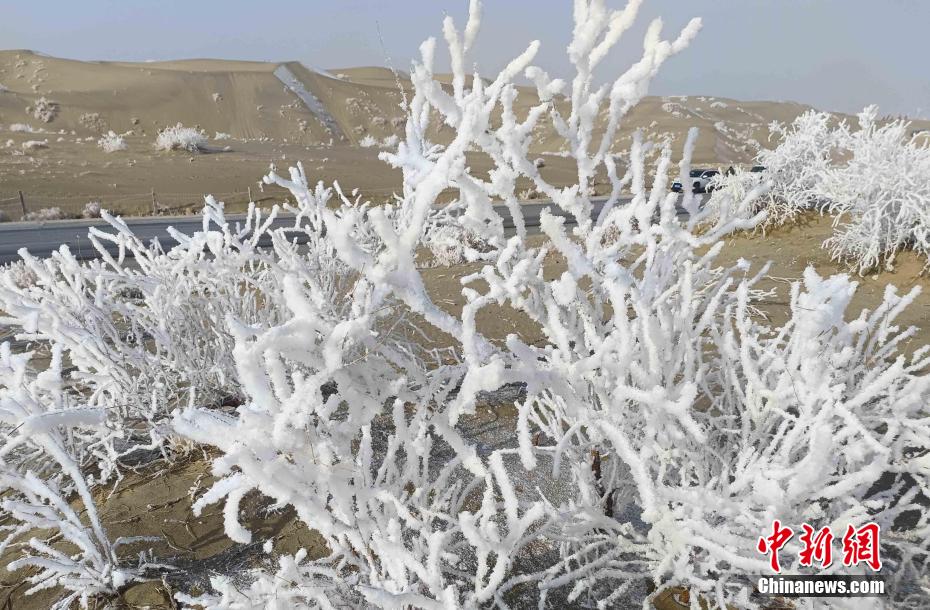 新疆の砂漠で霧氷を観測