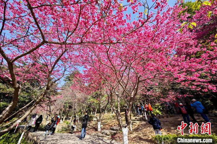 市民や観光客を魅了する満開の桜　福建省