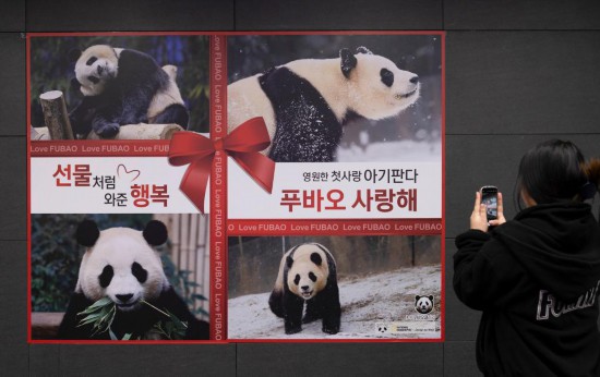 2月16日、韓国・ソウルの地下鉄駅に張り出されている「福宝」のポスターをスマホで撮影する人（撮影・全休相）。