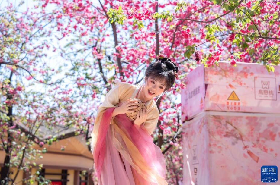 春爛漫、桜が満開に　雲南省昆明