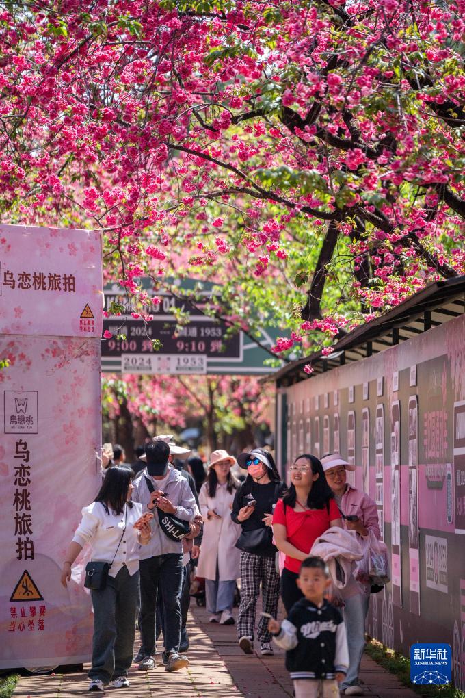 春爛漫、桜が満開に　雲南省昆明