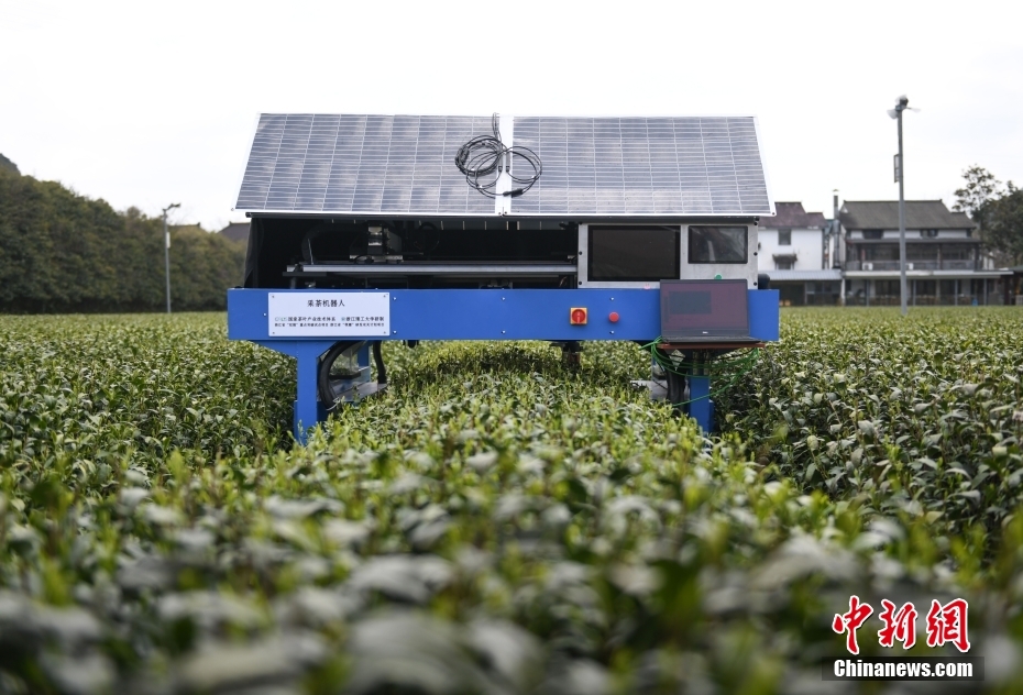AIスマートロボが清明を前に龍井茶の茶摘み　浙江・杭州