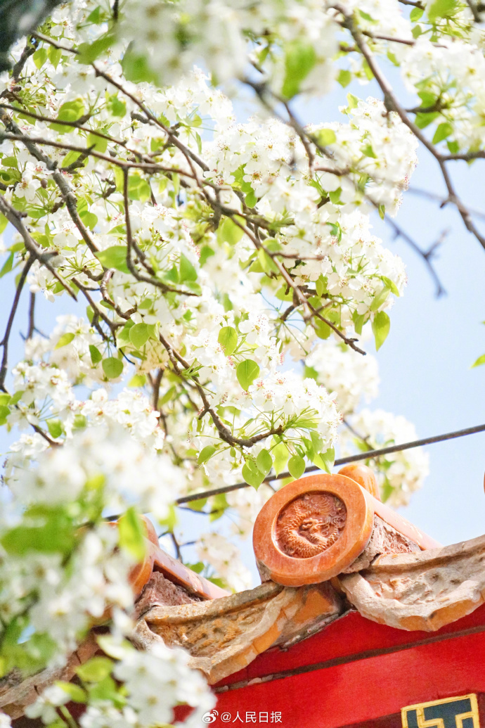 故宮の赤い壁に映える白い梨の花　北京