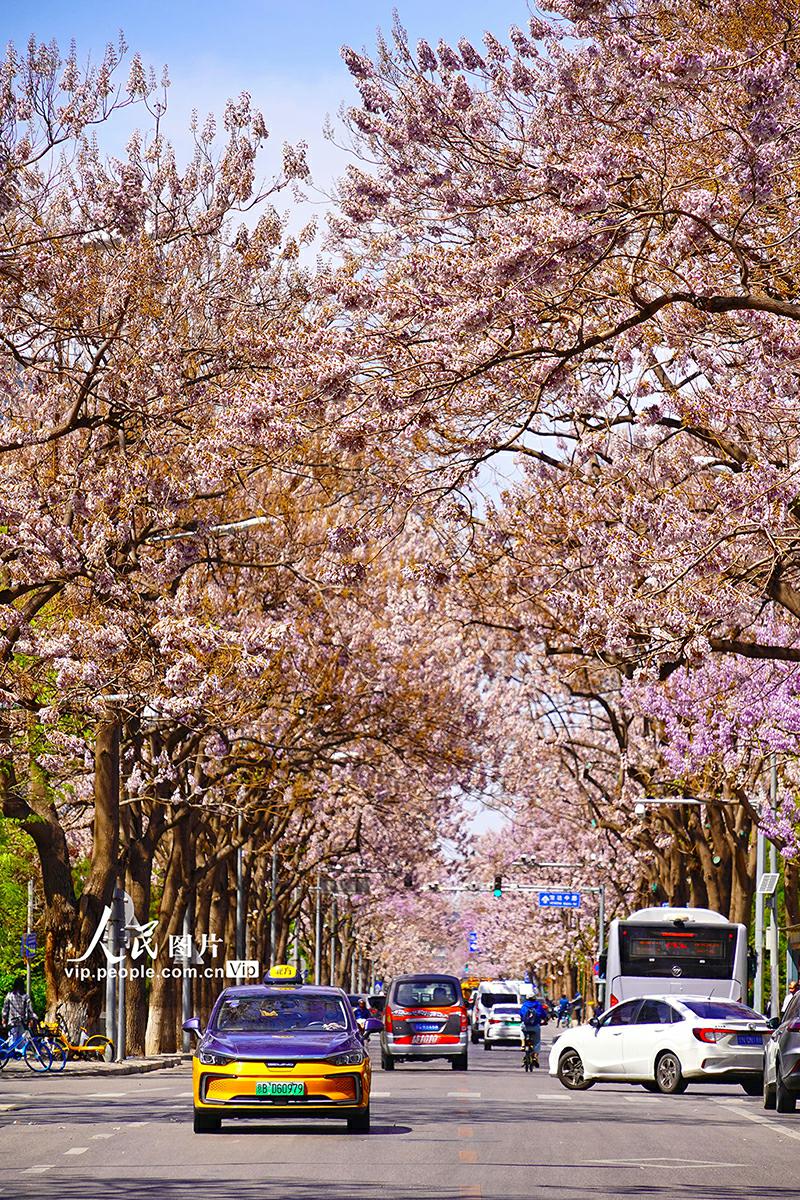 美しいキリの花が咲き乱れる「キリの花通り」　北京