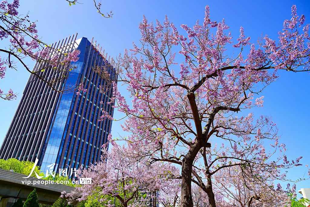 美しいキリの花が咲き乱れる「キリの花通り」　北京
