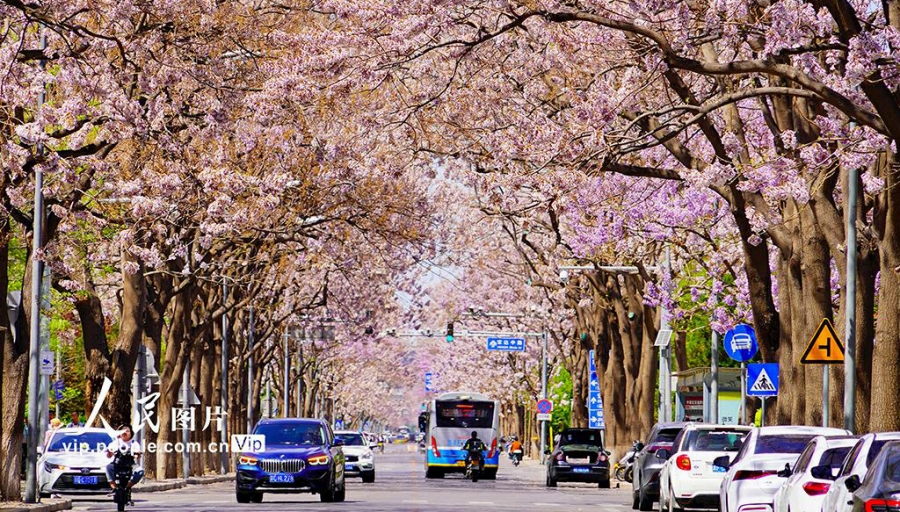 美しいキリの花が咲き乱れる「キリの花通り」　北京                    北京市経済技術開発区の宏達路は沿道に植えられたキリの花が満開を迎えると、「キリの花通り」となる。4月16日、春の日差しが注ぐこの「花通り」には薄紫色のキリの花が咲き乱れる美しい春の風景が広がっていた。詳細>