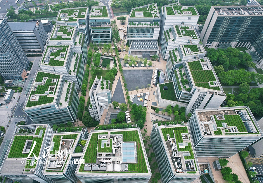 高層オフィスビルの屋上で栽培する龍井茶が新たな都市景観に　浙江省杭州