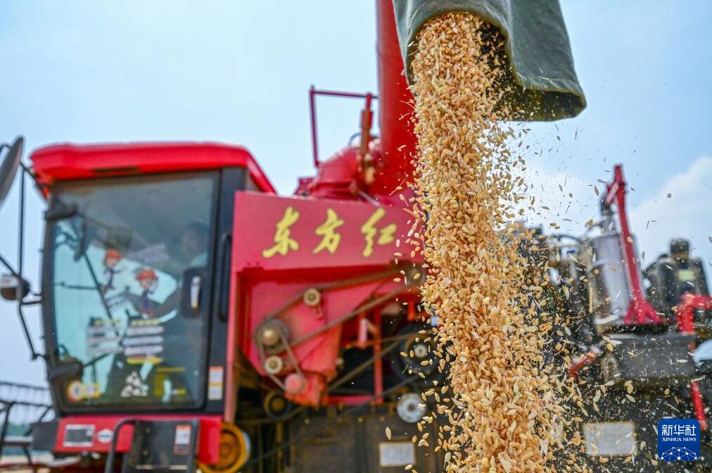 「三夏」に小麦収穫に勤しむ農家